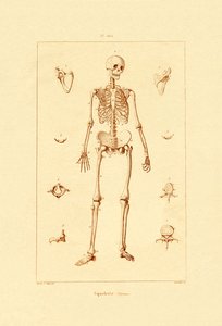 Skeleton by French School